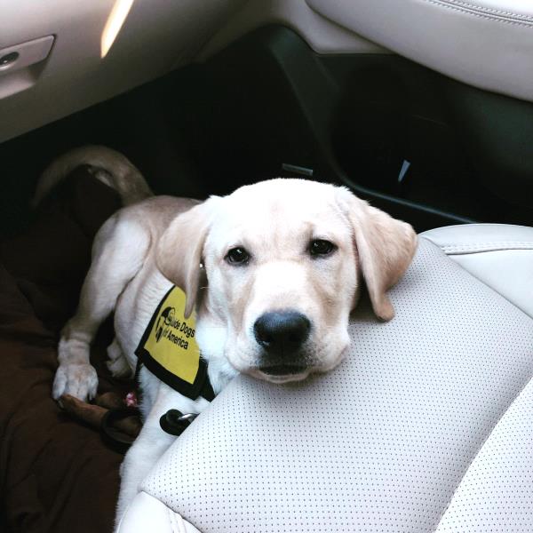 /Images/uploads/International Guiding Eyes Inc/gdapawsitivitycalendar/entries/20794thumb.jpg